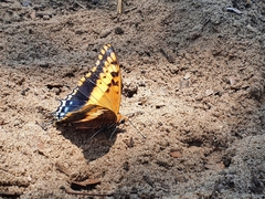 Charaxes saturnus saturnus