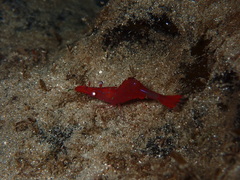 Heptacarpus franciscanus