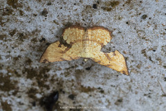 Corymica deducta