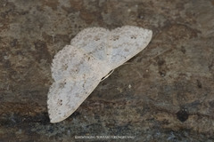Scopula rufistigma