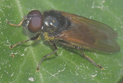 Cheilosia albitarsis