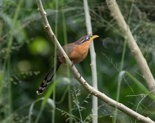 Lesser Ground-cuckoo