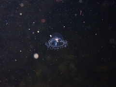 Proboscidactyla flavicirrata