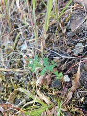Trifolium bifidum