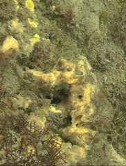 Porifera