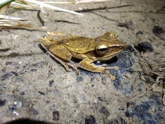 Polypedates macrotis