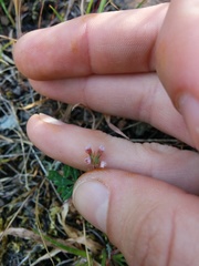 Trifolium bifidum