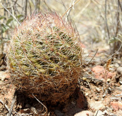 Echinomastus intertextus dasyacanthus