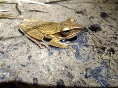 Polypedates macrotis