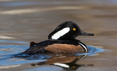 Lophodytes cucullatus