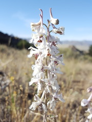 Delphinium wootonii