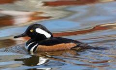Lophodytes cucullatus