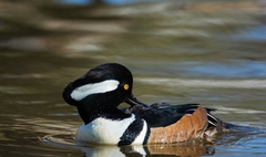 Lophodytes cucullatus