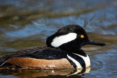 Lophodytes cucullatus