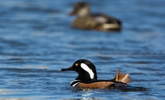 Lophodytes cucullatus