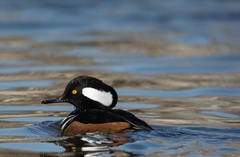 Lophodytes cucullatus