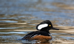 Lophodytes cucullatus