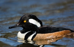 Lophodytes cucullatus