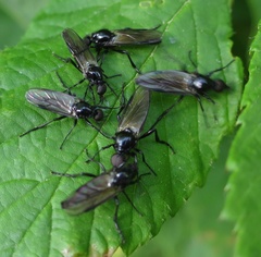 Dilophus nigrostigma