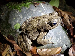 Phrynoidis juxtasper