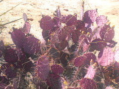 Opuntia gosseliniana