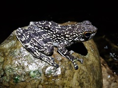 Staurois latopalmatus