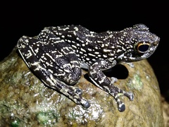 Staurois latopalmatus