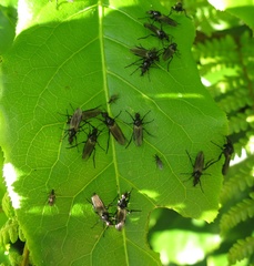 Dilophus nigrostigma