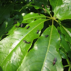 Dilophus nigrostigma