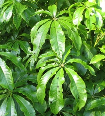 Dilophus nigrostigma