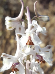 Delphinium wootonii