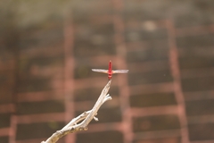 Urothemis signata