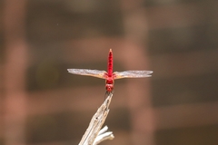 Urothemis signata