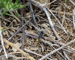 Myrmecia mandibularis