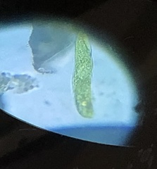 Euglenaceae