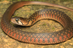 Asiatic Water Snake photo 5