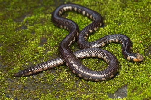 Rhinophis melanoleucus · iNaturalist