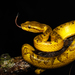 Malabarian Pit Viper - Photo (c) David Raju, some rights reserved (CC BY-NC)
