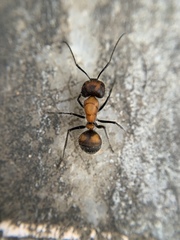 Camponotus mutilarius