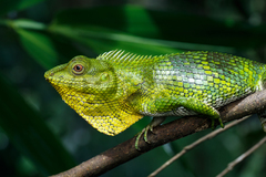 Calotes nemoricola