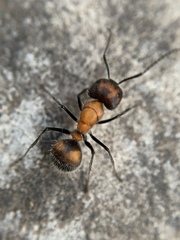 Camponotus mutilarius