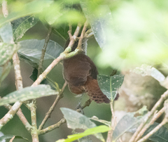 Cantorchilus modestus