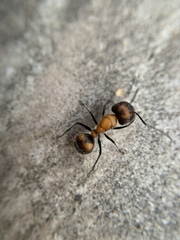 Camponotus mutilarius