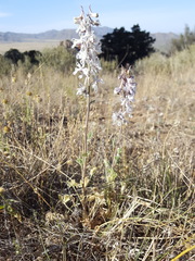 Delphinium wootonii