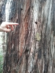 Eucalyptus delegatensis