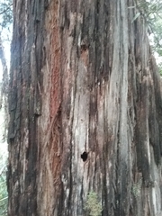 Eucalyptus delegatensis