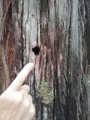 Eucalyptus delegatensis