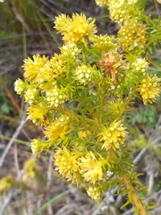 Thesium scabrum