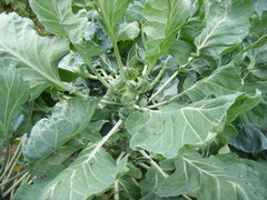 Brassica oleracea gemmifera