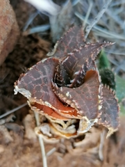 Haworthiopsis tessellata